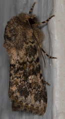 Pseudobryomima fallax