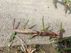 Eremochloa ophiuroides