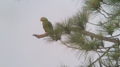 Amazona autumnalis autumnalis