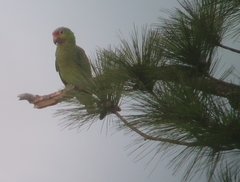 Amazona autumnalis autumnalis