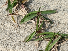 Eremochloa ophiuroides