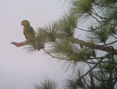 Amazona autumnalis autumnalis