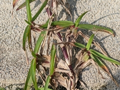 Eremochloa ophiuroides