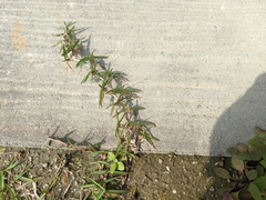 Eremochloa ophiuroides