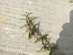 Eremochloa ophiuroides