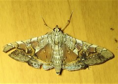 Glyphodes cosmarcha