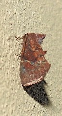 Elusa semipecten