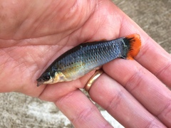 Poecilia mexicana