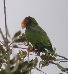Amazona xantholora
