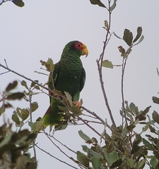 Amazona xantholora