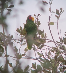 Amazona xantholora