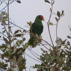 Amazona xantholora