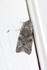 Lithophane pertorrida