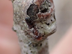 Colobopsis impressa