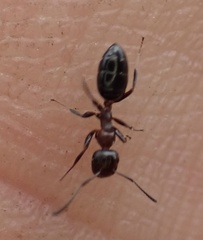 Colobopsis impressa