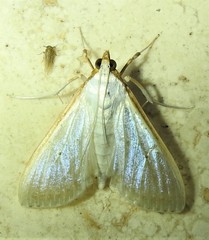 Palpita margaritacea