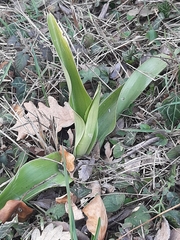 Himantoglossum robertianum