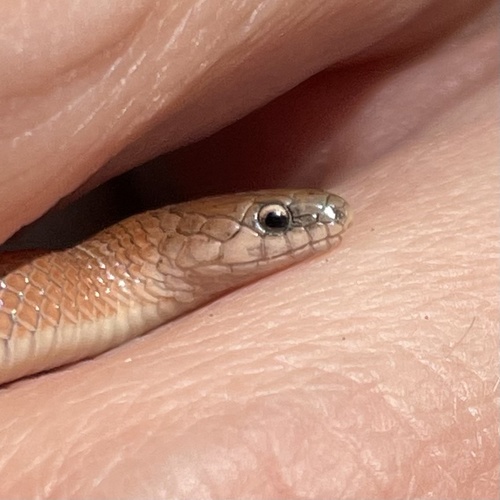 Mountain Earthsnake