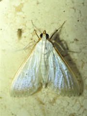 Palpita margaritacea