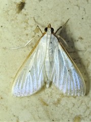 Palpita margaritacea