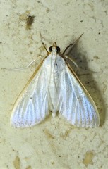 Palpita margaritacea