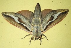 Abantiades labyrinthicus