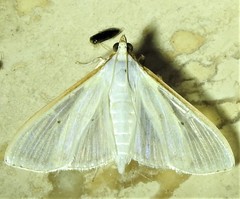 Palpita margaritacea