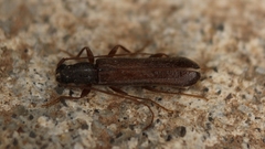 Haplidus laticeps