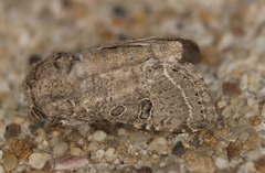 Protorthodes melanopis