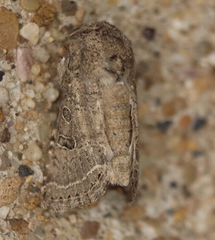 Protorthodes melanopis