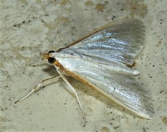 Palpita margaritacea