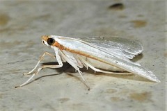 Palpita margaritacea