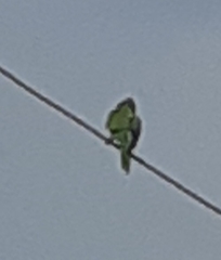 Psittacara erythrogenys