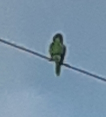 Psittacara erythrogenys