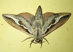 Abantiades labyrinthicus