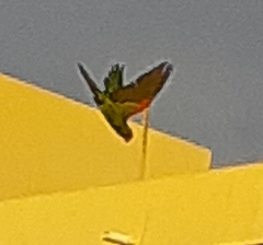 Psittacara erythrogenys