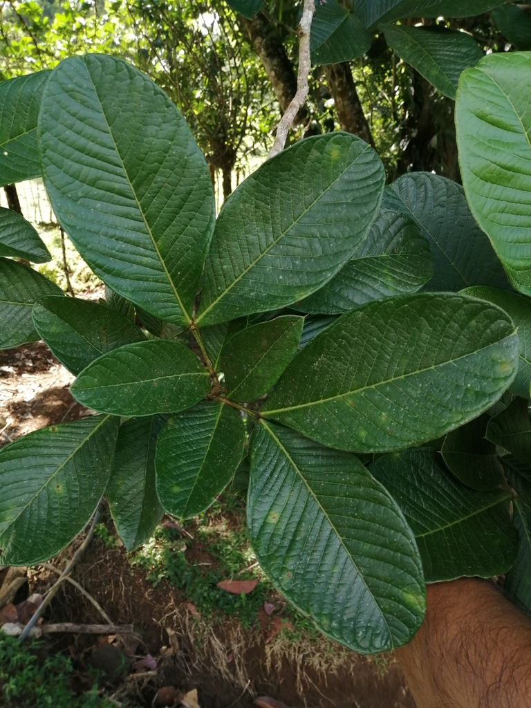 Inga spectabilis from Limón, Guápiles, Costa Rica on December 11, 2021 ...