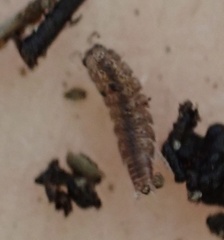Miktoniscus