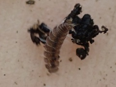 Miktoniscus
