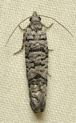 Retinia gemistrigulana