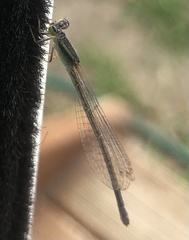 Ischnura aurora aurora