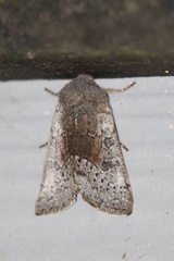 Orthosia pulchella