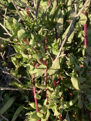 Aphanisma blitoides