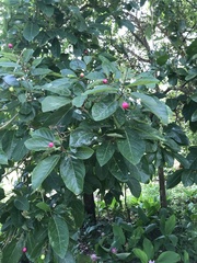 Gmelina dalrympleana