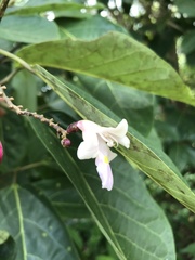 Gmelina dalrympleana