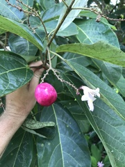 Gmelina dalrympleana