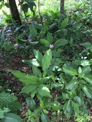 Curcuma australasica