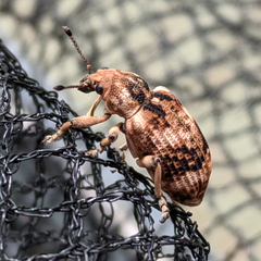 Pelororhinus transversus