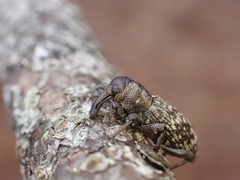 Hylobius aliradicis image
