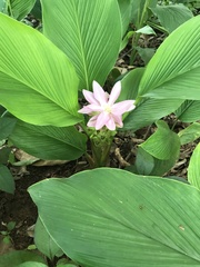 Curcuma australasica